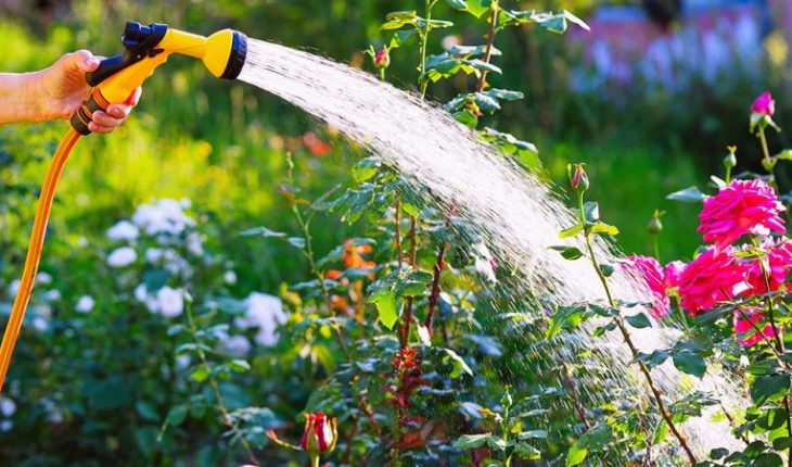 Tips for Watering Your Garden