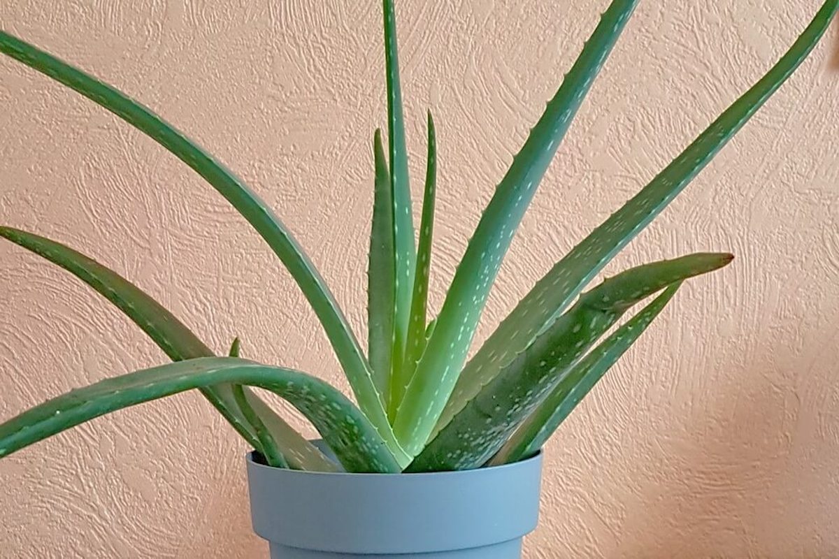 Aloe Vera: First Aid in a Flowerpot