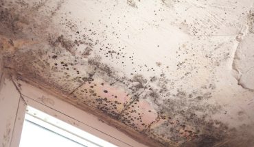 The Importance of Mold Remediation for Your Home and Health