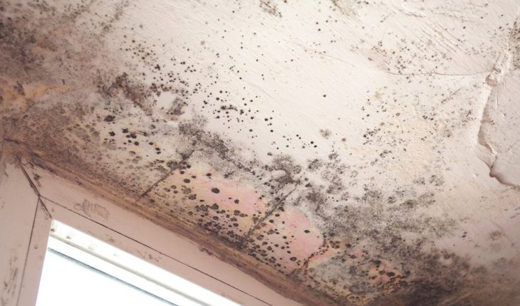 The Importance of Mold Remediation for Your Home and Health