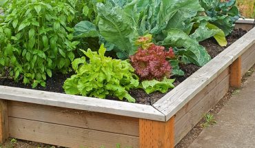 Get Healthier and Happier: Start a Vegetable Garden