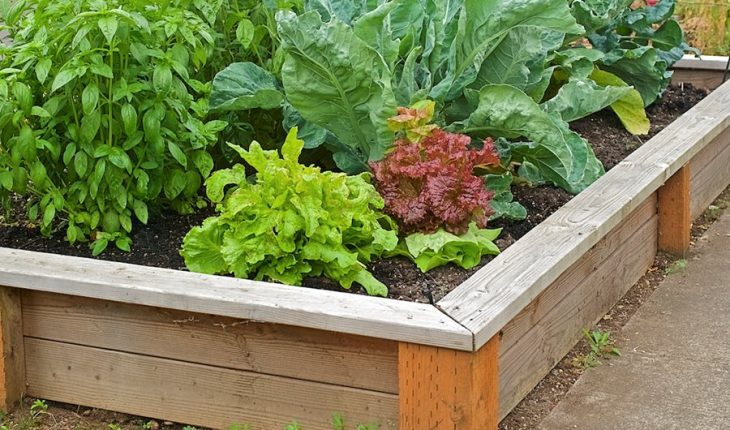 Get Healthier and Happier: Start a Vegetable Garden