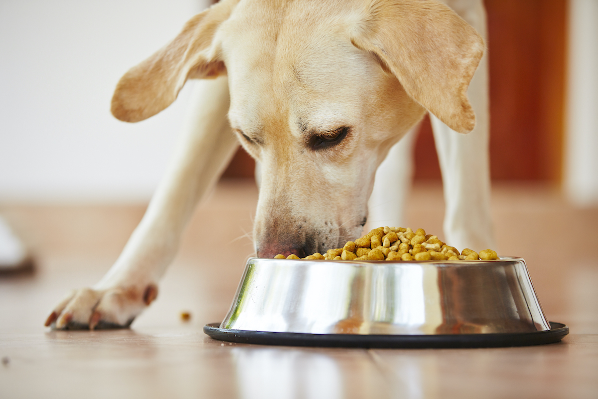 Read This Before Buying Dog Food