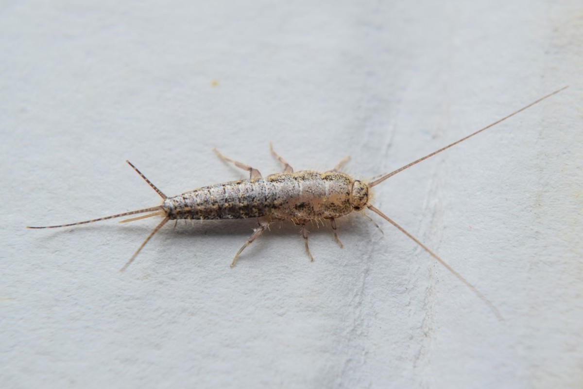 SUPERTIP: Use These 4 Tricks to Get Rid of Silverfish From Your House Immediately