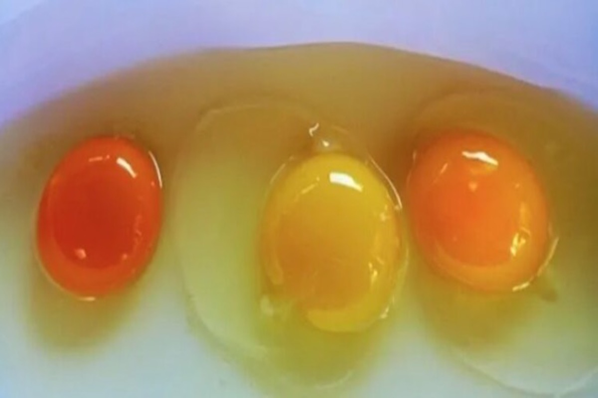 This Is the Shocking Truth Behind the Color of the Yolk of Your Egg