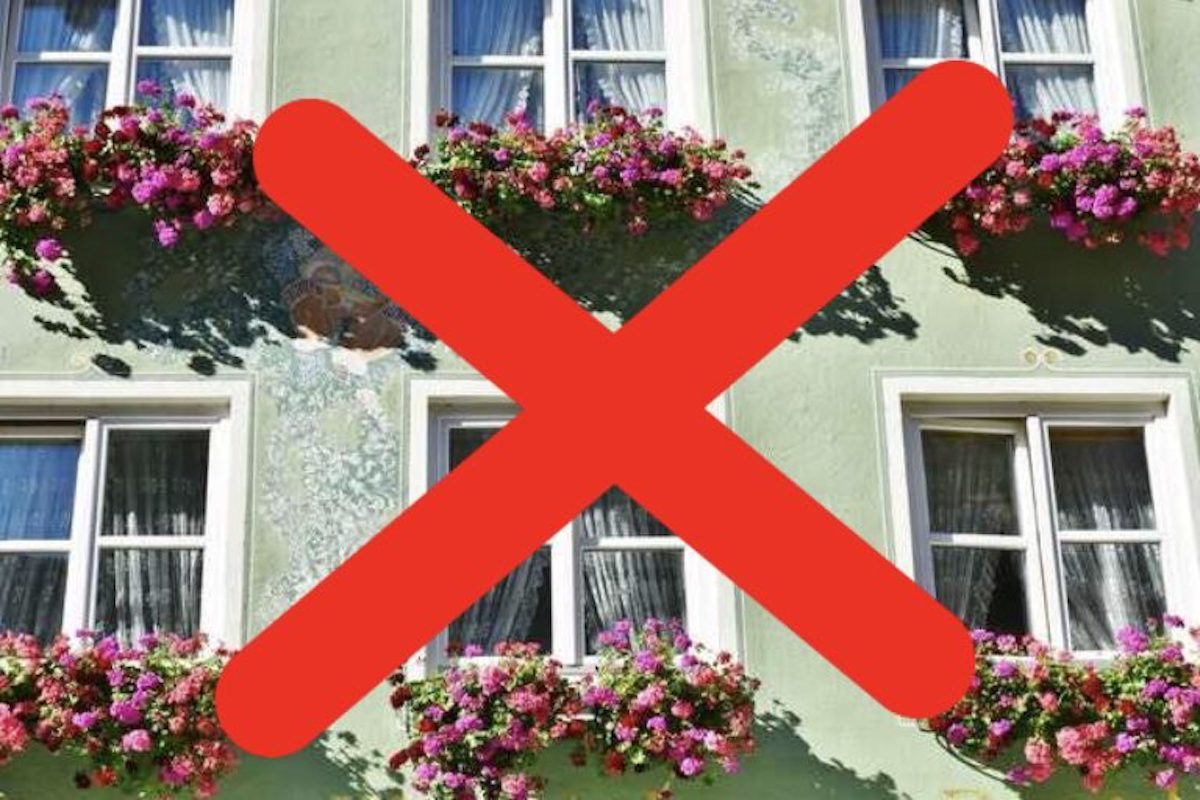 Experts Warn: Do Not Plant Geraniums in the Garden or on the Balcony